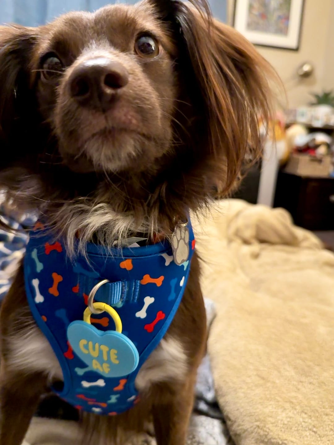 Customer photo review of Cute AF Blue Jiby Dog Charm