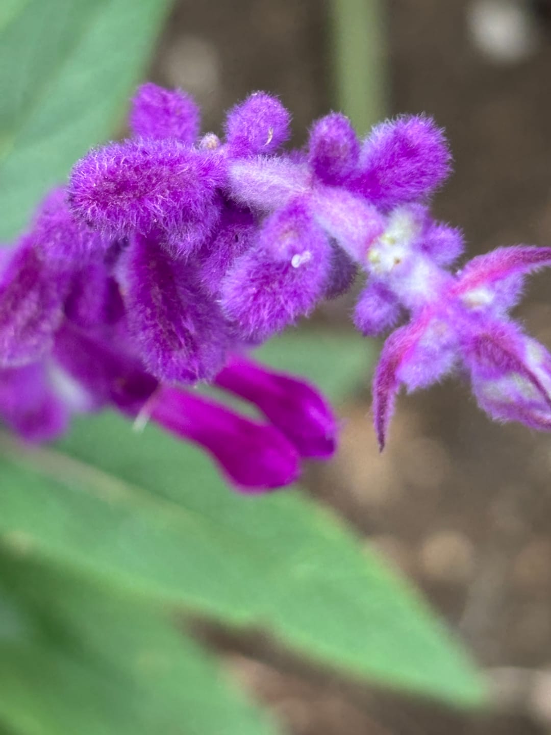 Customer photo review of Mexican Bush Sage
