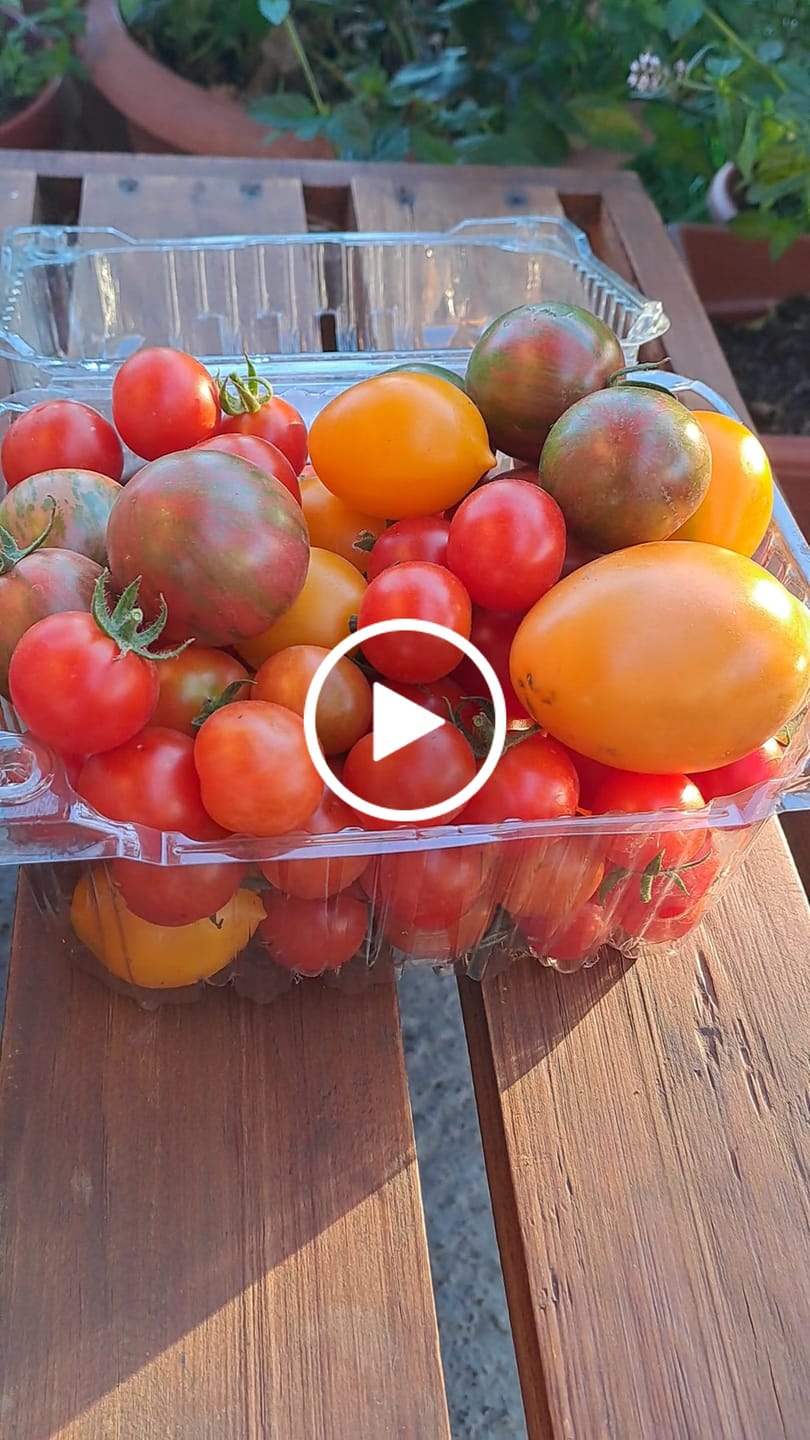 Customer video review of Semillas Tomate Green Tiger