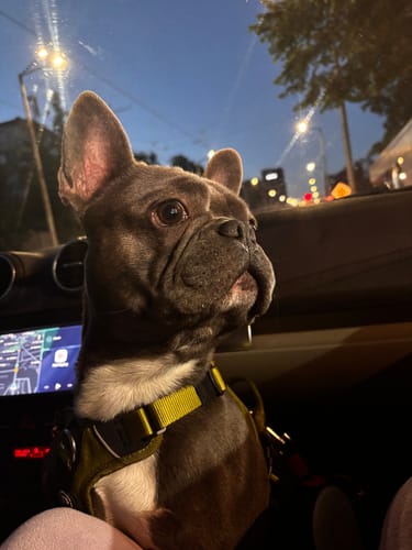 Customer photo review of Anti Pull Hurricane Harness Lighter | With Handle - Olive Green