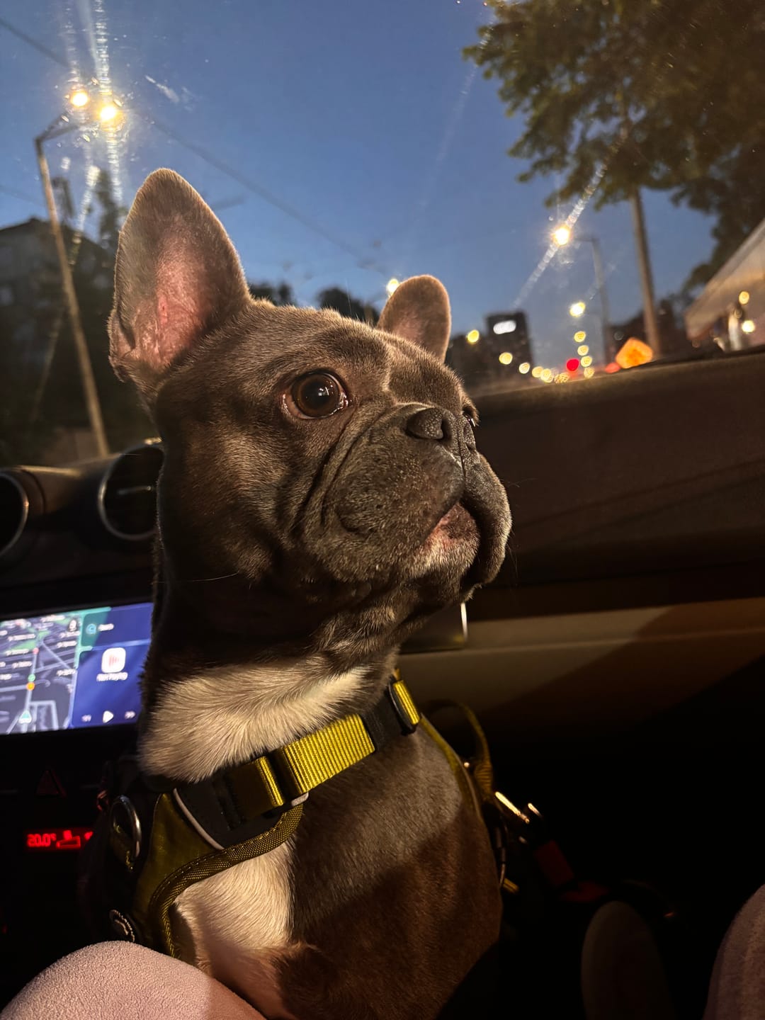 Customer photo review of Anti Pull Hurricane Harness Lighter | With Handle - Olive Green