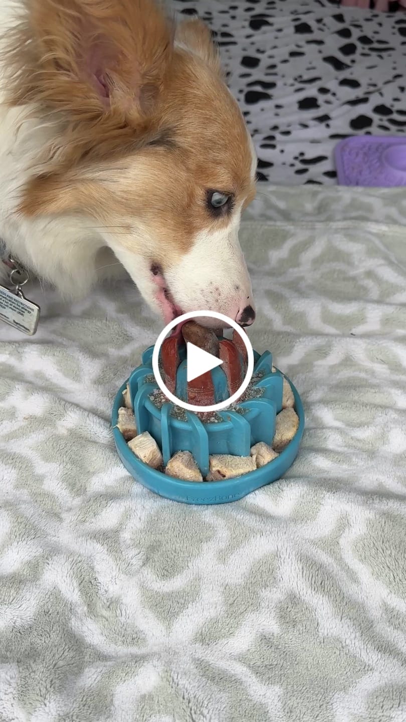 Customer video review of FreezWheel - Durable Interactive Chew
