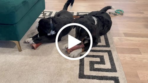 Customer video review of Smoked Beef Marrow Bone