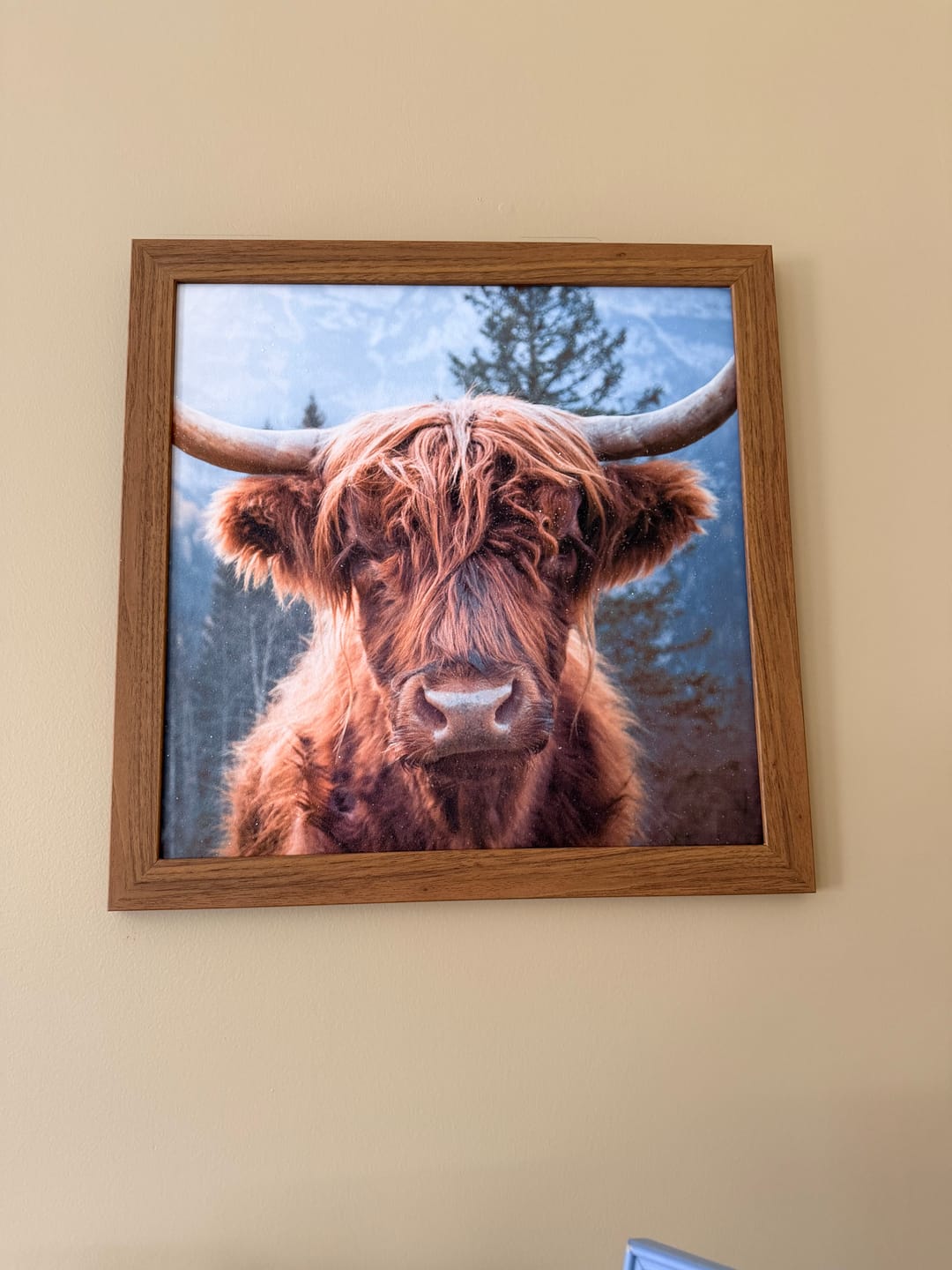 Customer photo review of Highland Cow by Summer Snow SN103