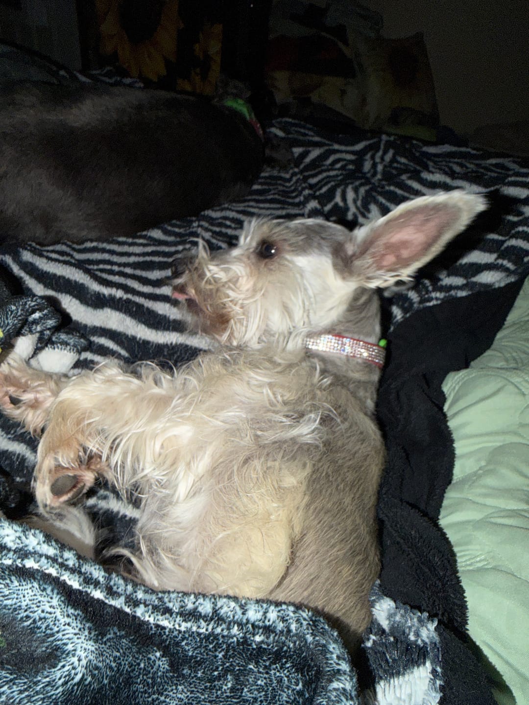 Customer photo review of Dog Itch, Allergy & Immune Support Remedy