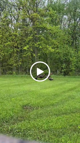 Customer video review of Turkey Decapper System