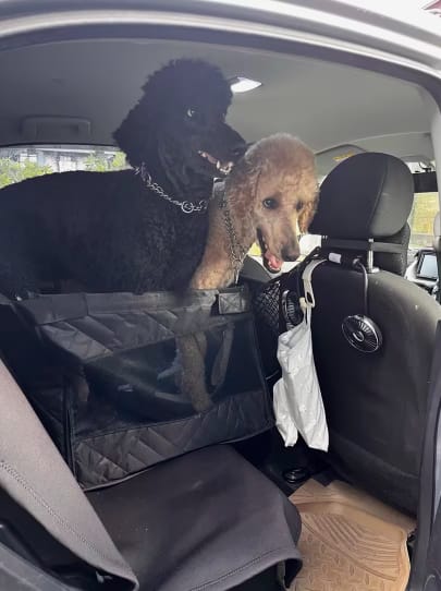 Customer photo review of MrBarks Single Seat Dog Seat Cover - 60% OFF