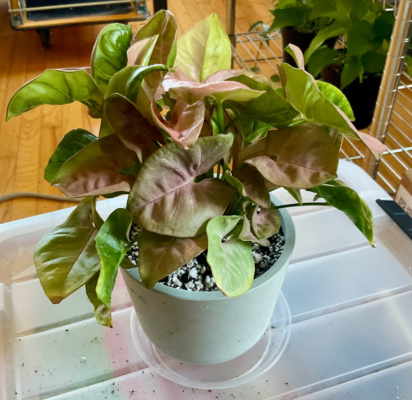 Customer photo review of Syngonium podophyllum ‘Pink Lava’