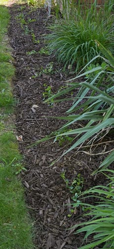 Customer photo review of Vinca Minor Bowles 50 Count Flat - Periwinkle Evergreen Groundcover Plants with Blue Flowers