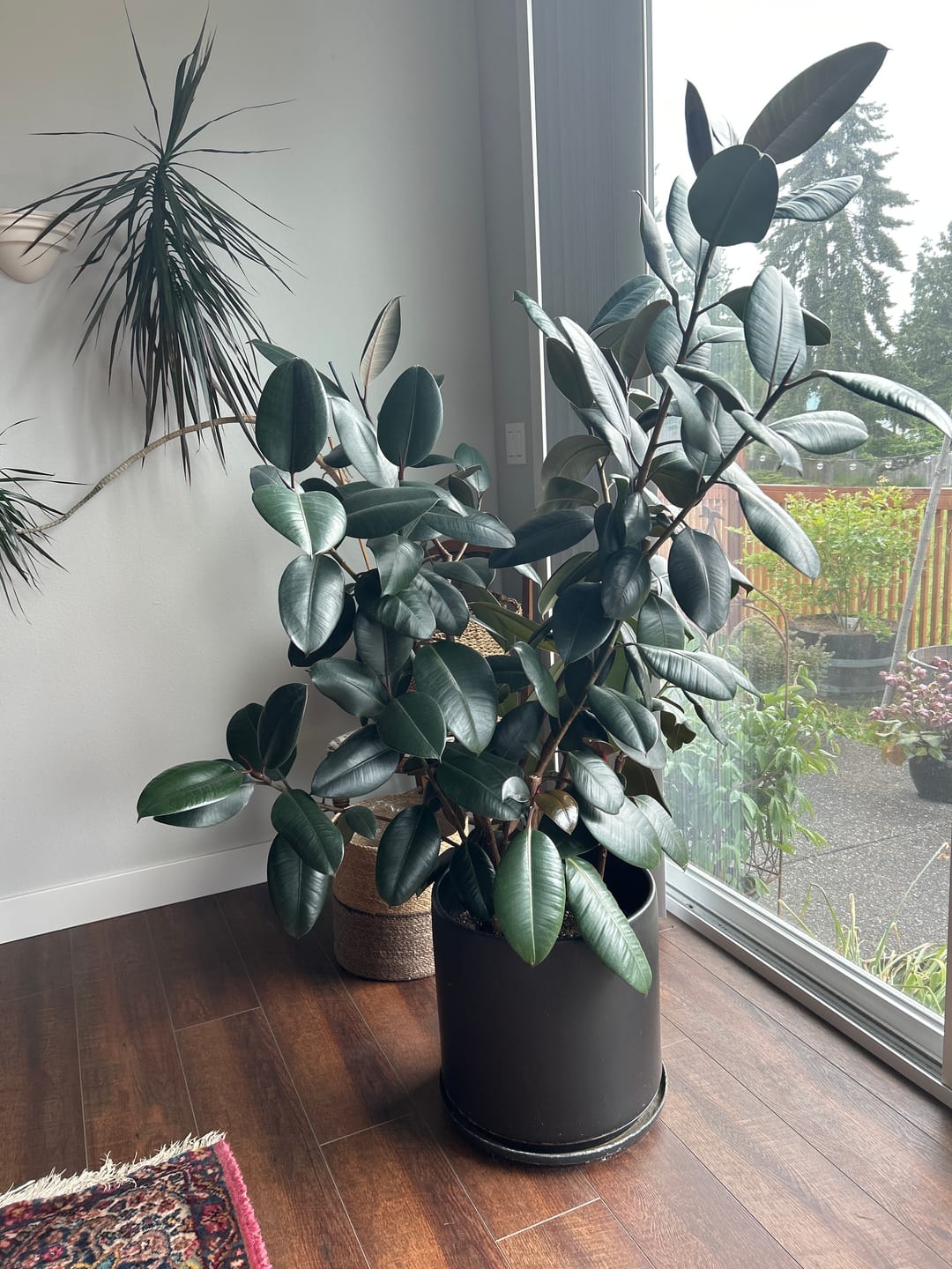 Customer photo review of Plant Food