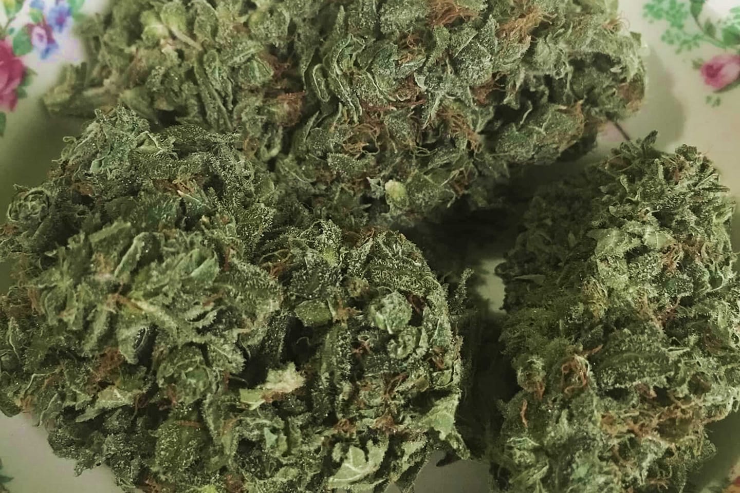 Customer photo review of Amnesia Haze Extra Strong 60% - CBD Blüten - Indoor - Unsere stärkste CBD Sorte