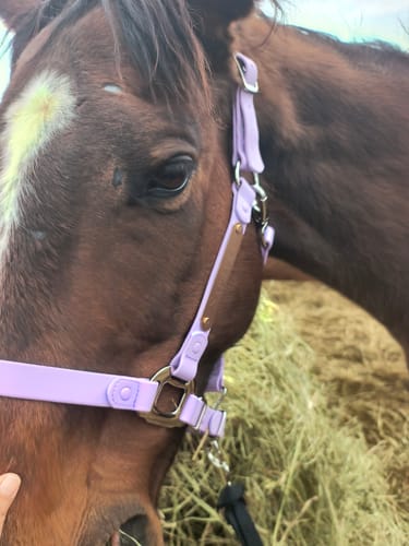Customer photo review of Personalized Halter - Preorder