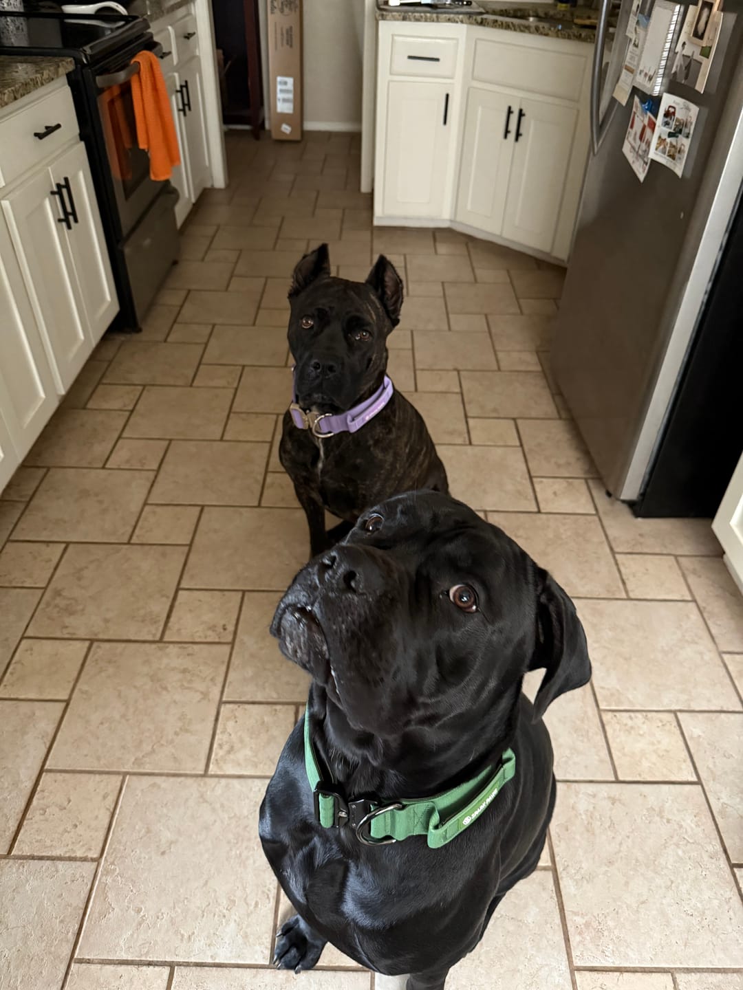 Customer photo review of Comfort Control Collar Set - Army Green