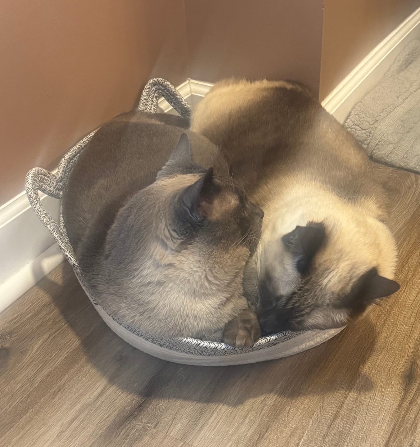 Customer photo review of Instinct Play Stick | Wild-Harvested & Chemical-Free Dental Cat Entertainment (1+1 FREE)