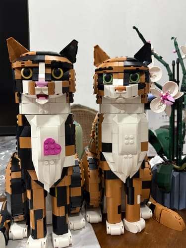 Customer photo review of Gato Bicolor