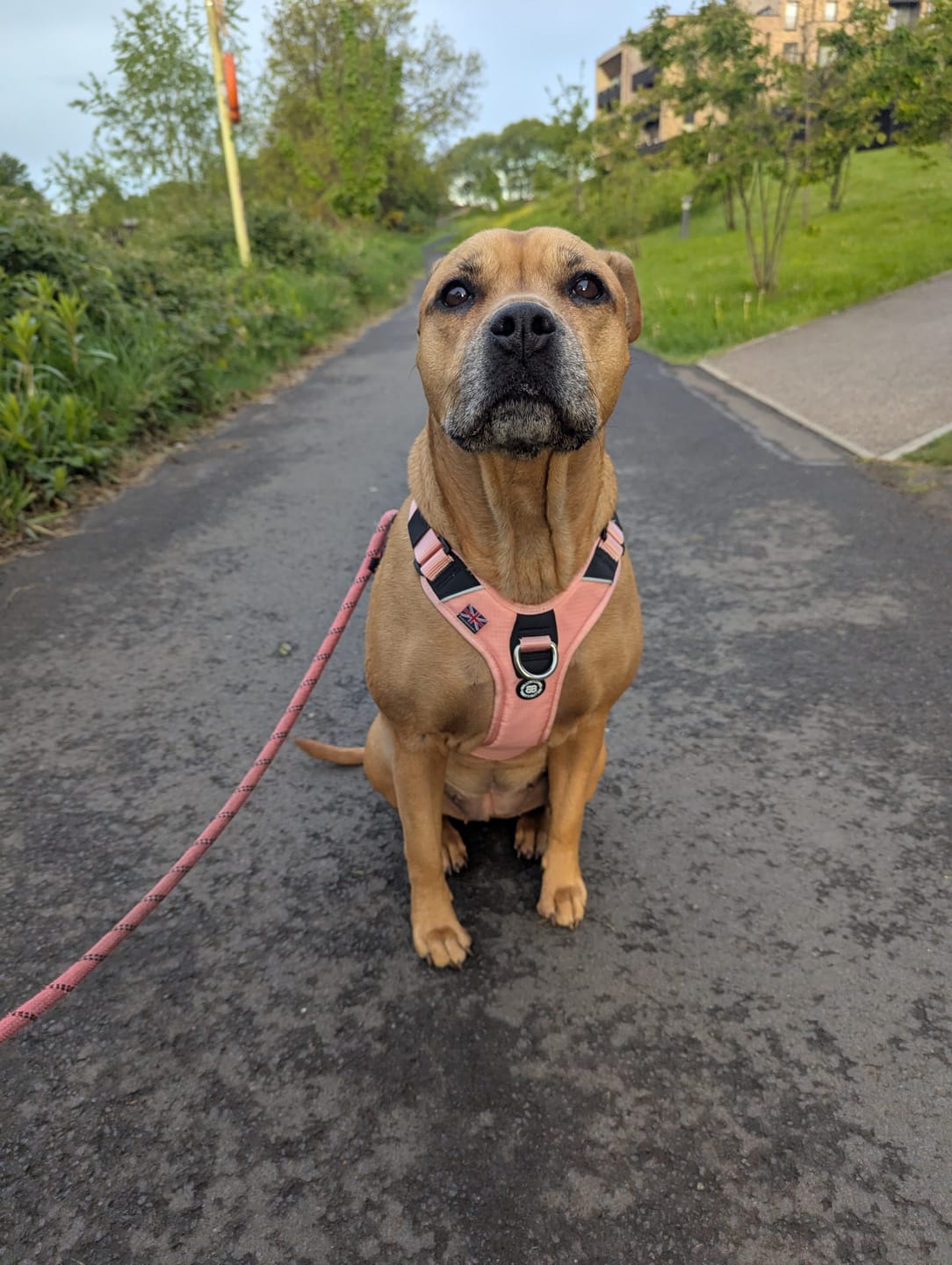 Customer photo review of Anti Pull Hurricane Harness Lighter | With Handle - Pink