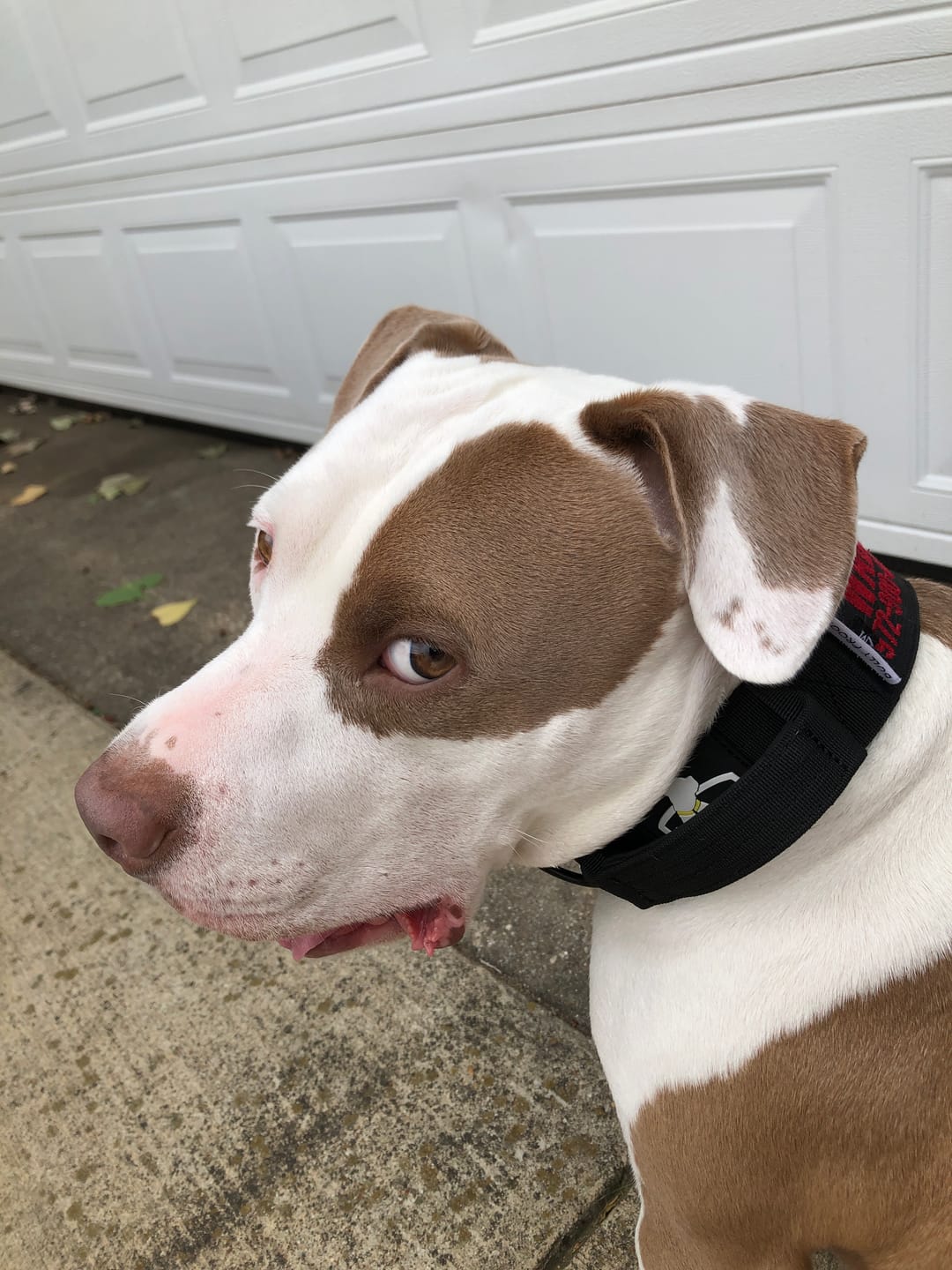 Customer photo review of Personalized Bully Proof Collar