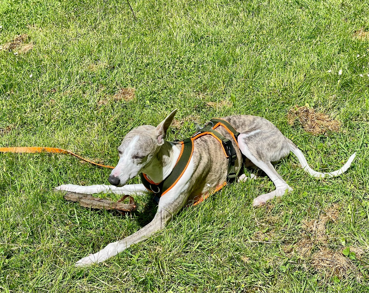Customer photo review of Sicherheitsgeschirr FUN "Hunter O'Green"