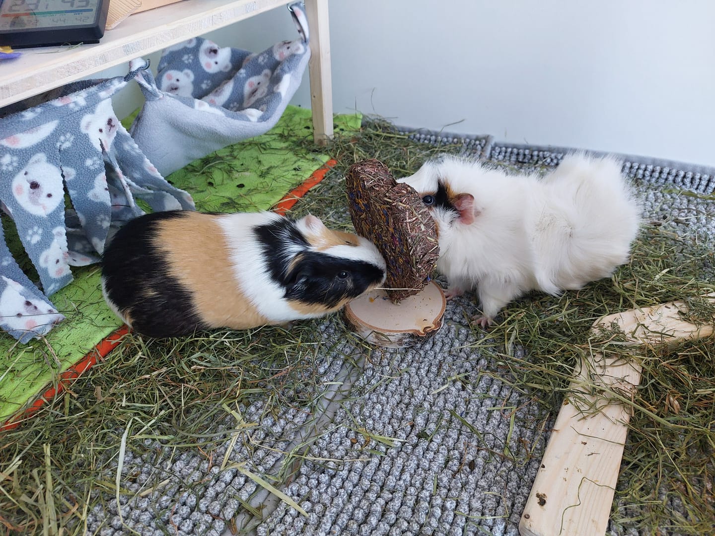 Customer photo review of 💜 Blütenherz Geschenkset – ein Herzensgruß für deine Meerschweinchen