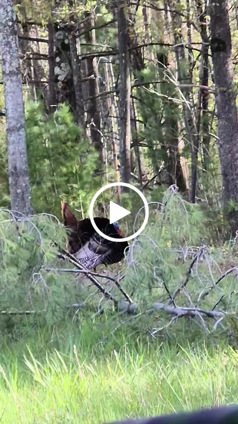 Customer video review of FLASH SALE VisX/VisMax 270 Degree Ground Blind | See-Through Duck Blind & Portable Pop-Up Deer Blind | Camouflage Hunting Blinds & Best Budget Ground Options