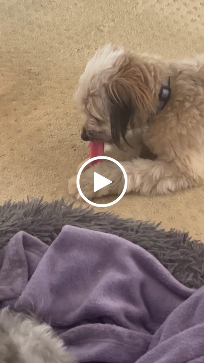 Customer video review of Long-Lasting Yak Chews — 4 Flavor Pack
