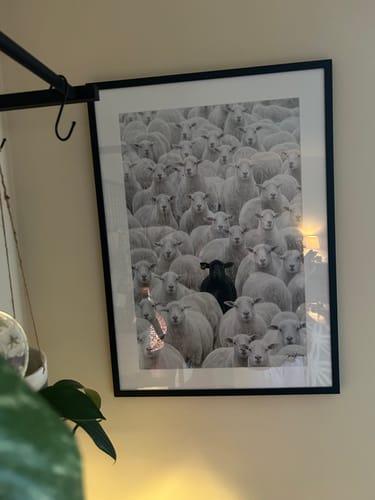 Customer's 'The Black Sheep' art print in a black frame, hanging on a wall.