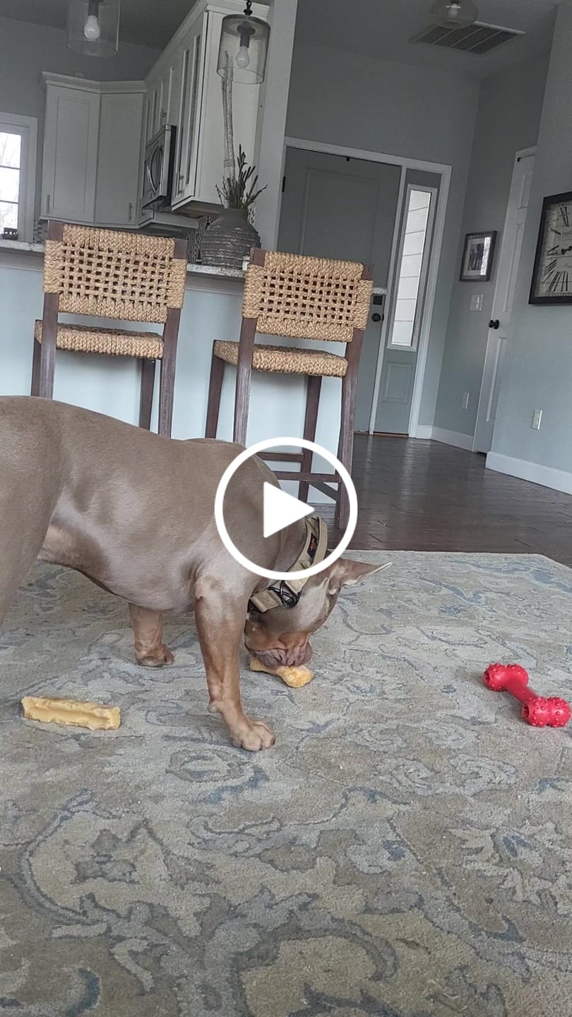 Customer video review of Himalayan Yak Chew (MEGA)