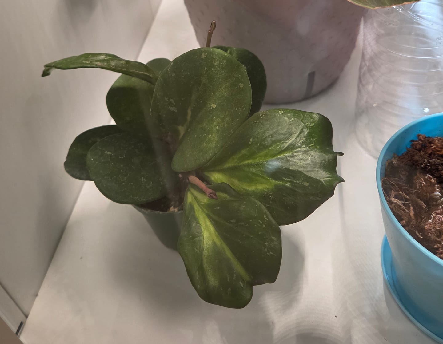 Customer photo review of Hoya obovata 'Variegata'