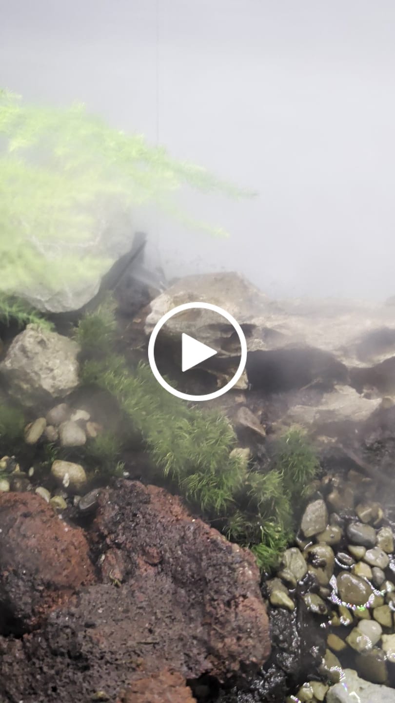 Customer video review of Mood Moss - Revita-Moss (Dicranum)
