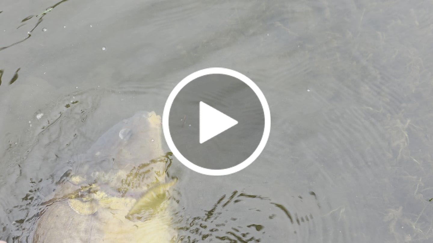 Customer video review of Jelly Wire Loaded Camo