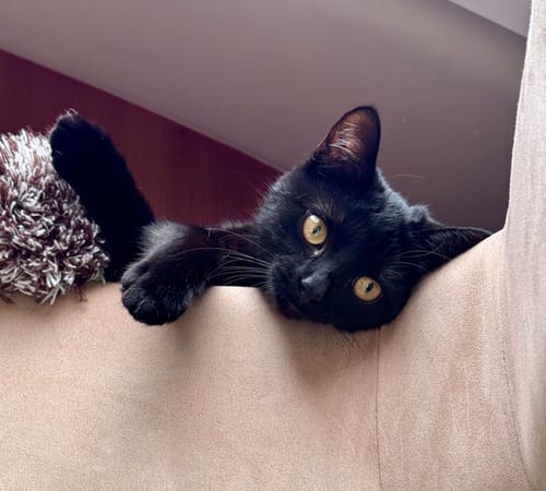 Customer photo review of 3 Month Supply - 1 Cat