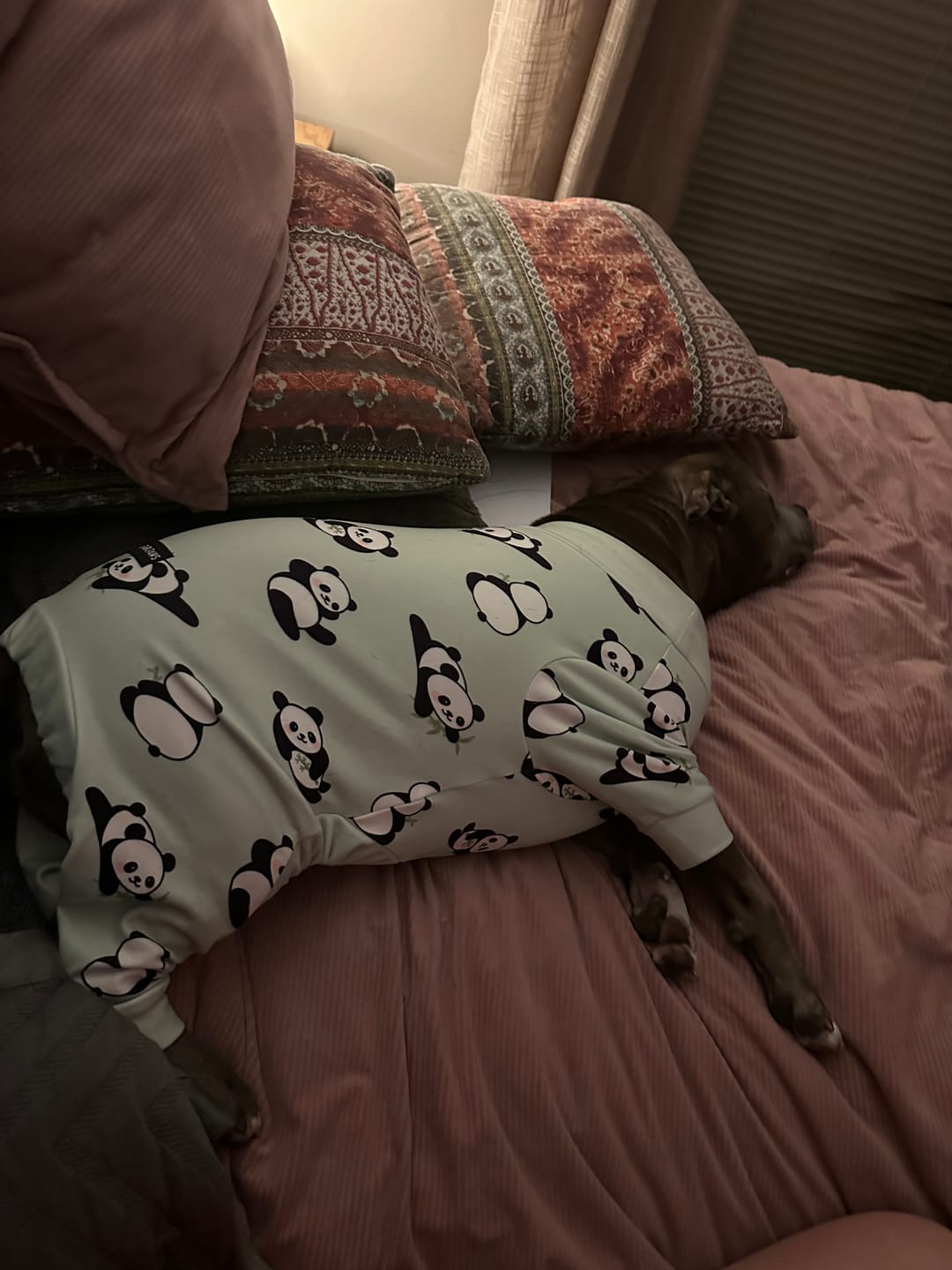 Customer photo review of Dog Pajama - Panda