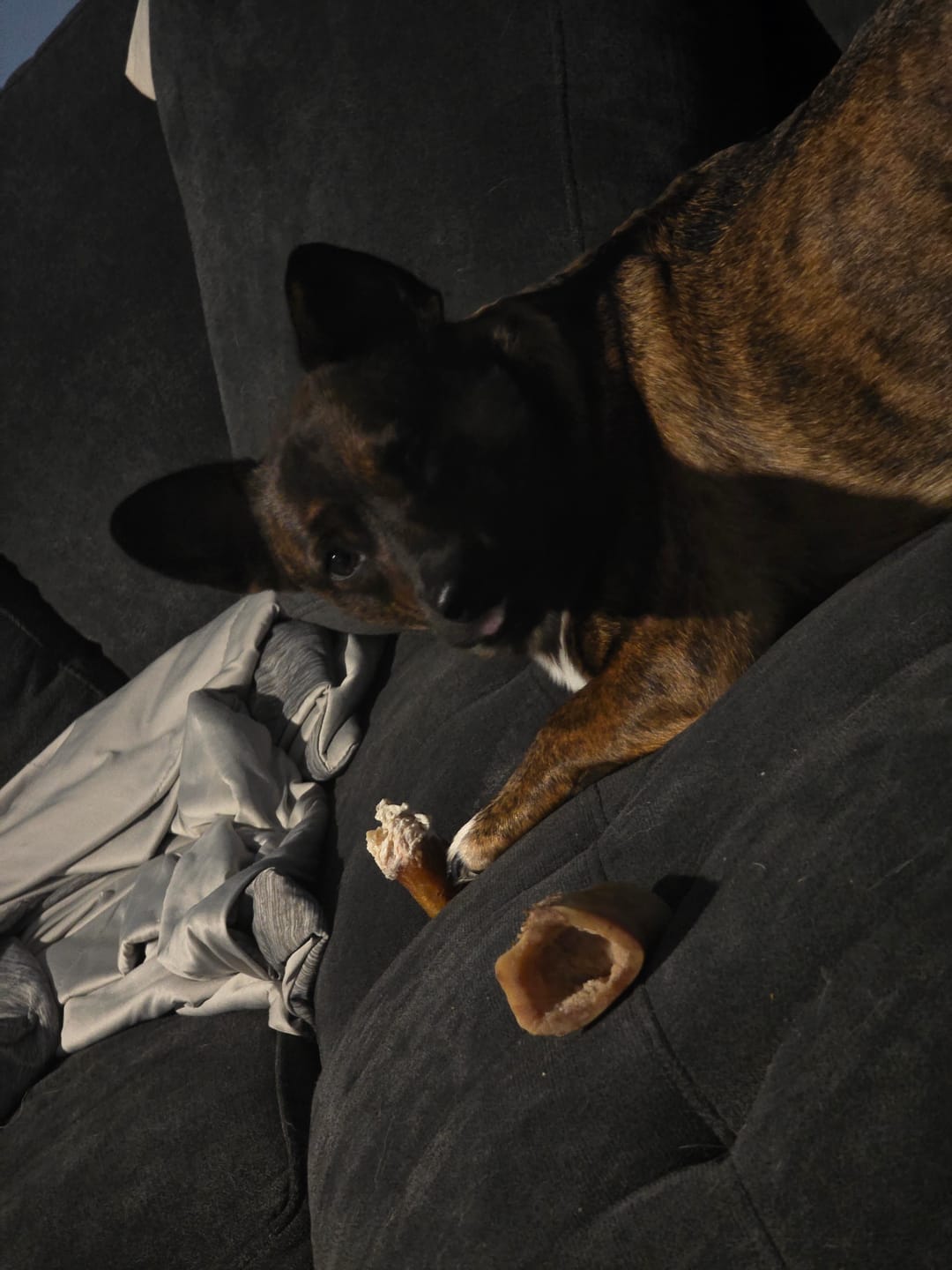 Customer photo review of 10"-12" American Jumbo Smoked Bully Sticks