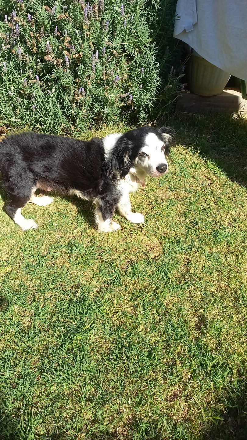 Customer photo review of PetFamily Foods Grain Free