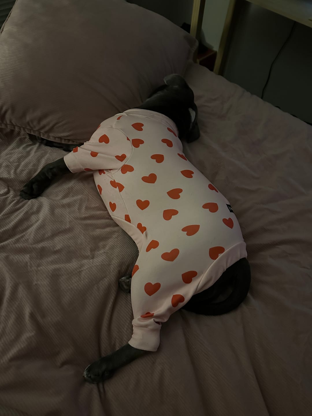 Customer photo review of Dog Pajama Prints