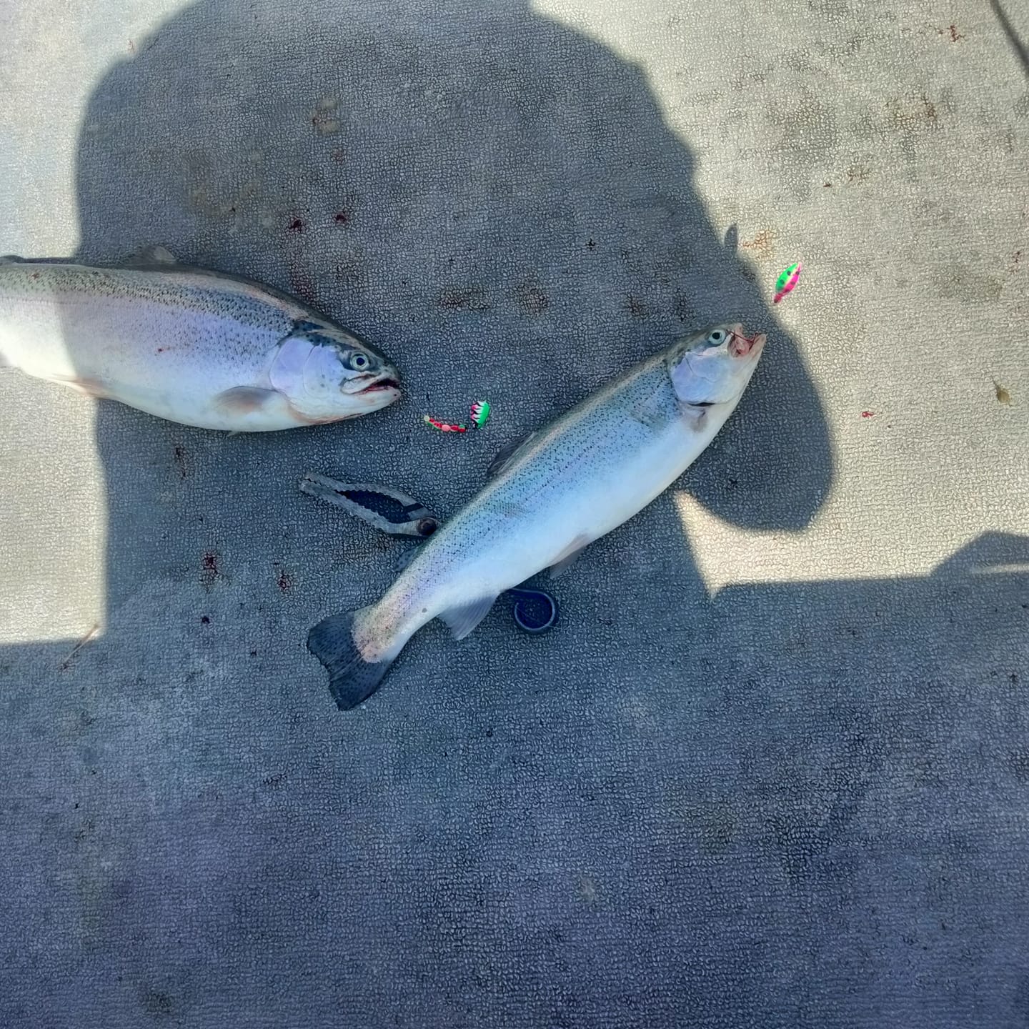 Customer photo review of Uncle Larry’s Glow Tiger