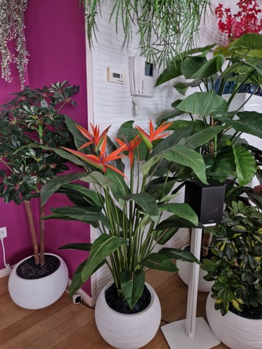 Customer photo review of Strelitzia Kunstplant 120cm met bloem