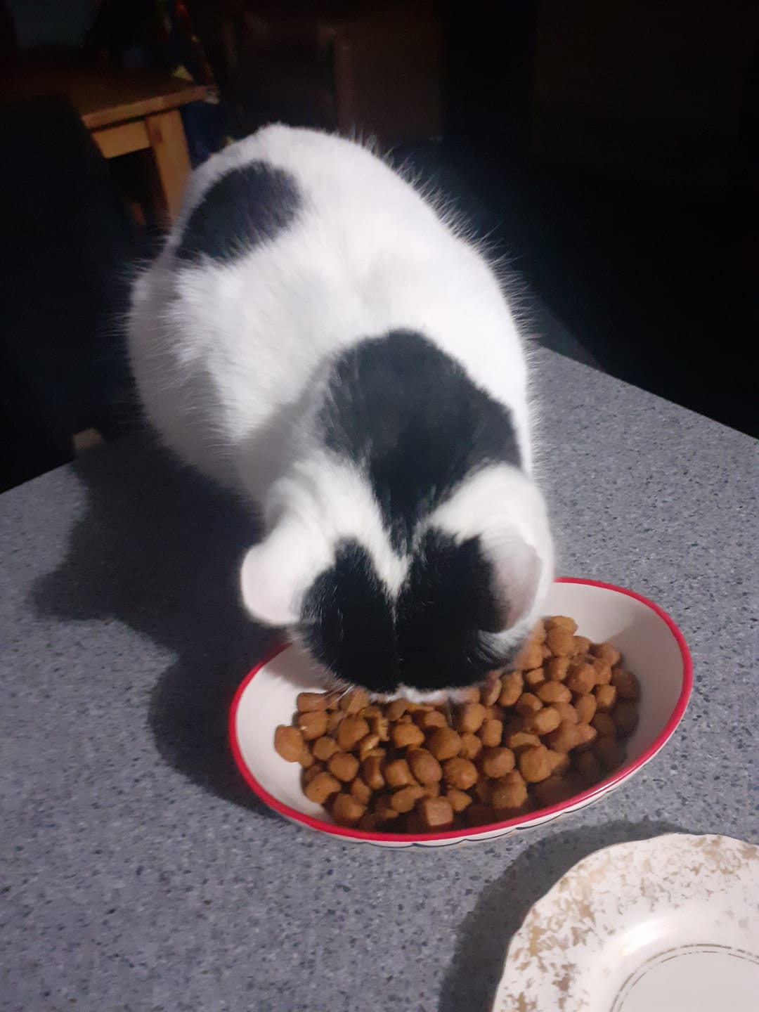 Customer photo review of Hill's Prescription Diet t/d Dental Care Dry Cat Food