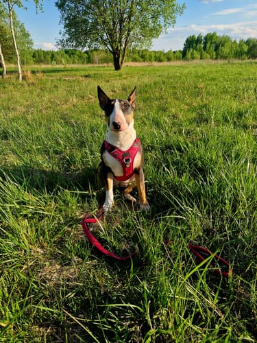 Customer photo review of Anti Pull Hurricane Harness Lighter | With Handle - Carminerose