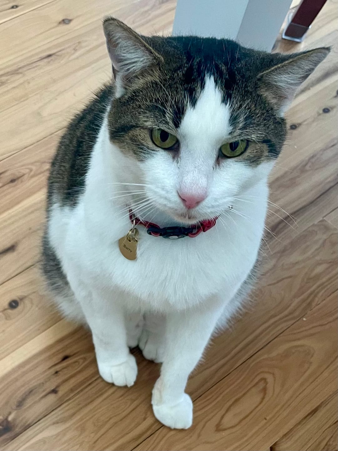 Customer photo review of Round Pet ID Tag