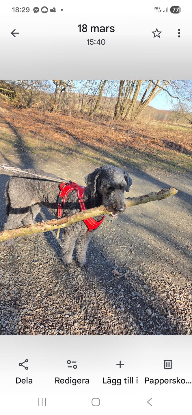 Customer photo review of Hundfoder Lamm & Ris, 11kg