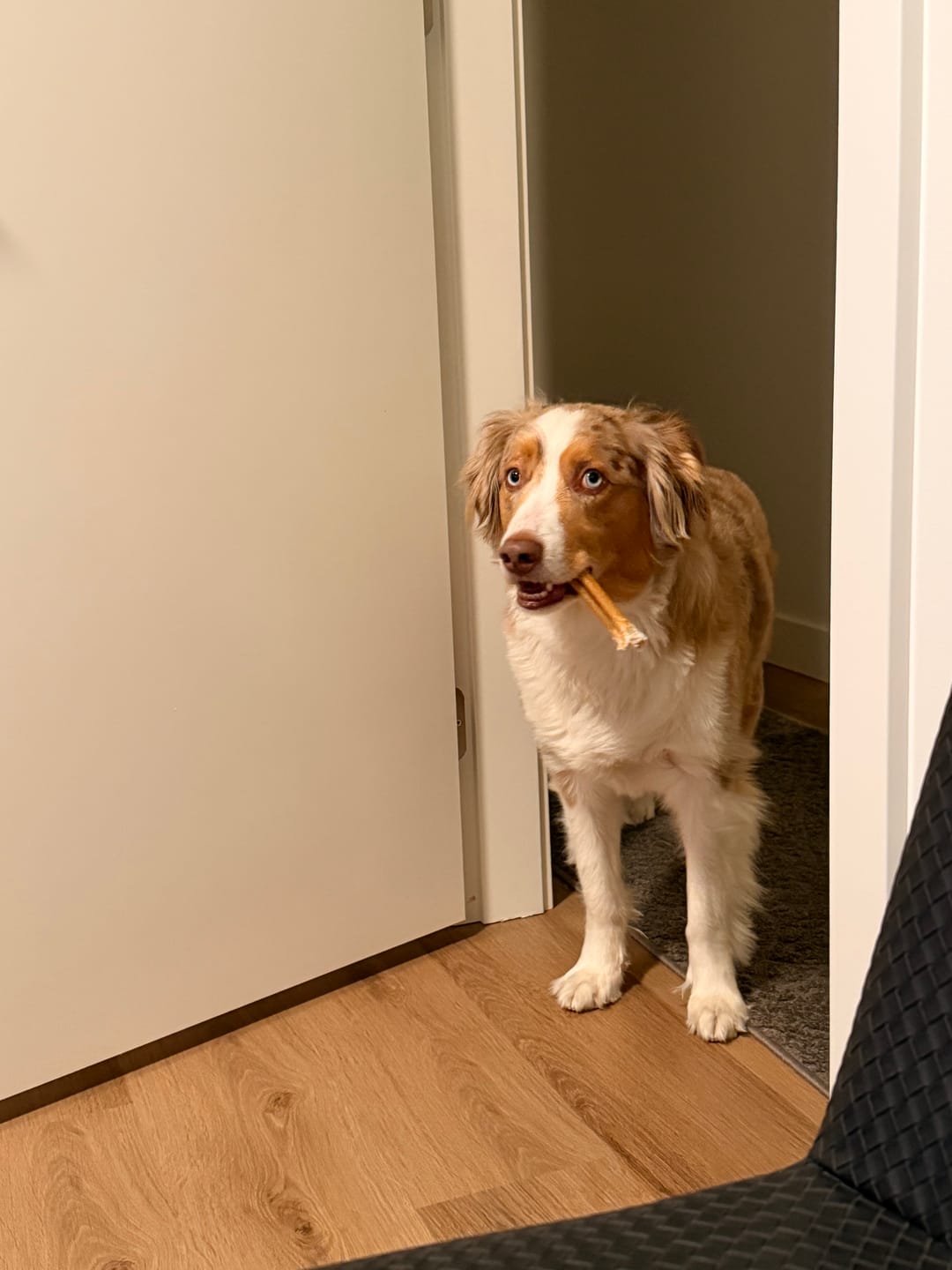 Customer photo review of 6 Inch Standard Bully Stick