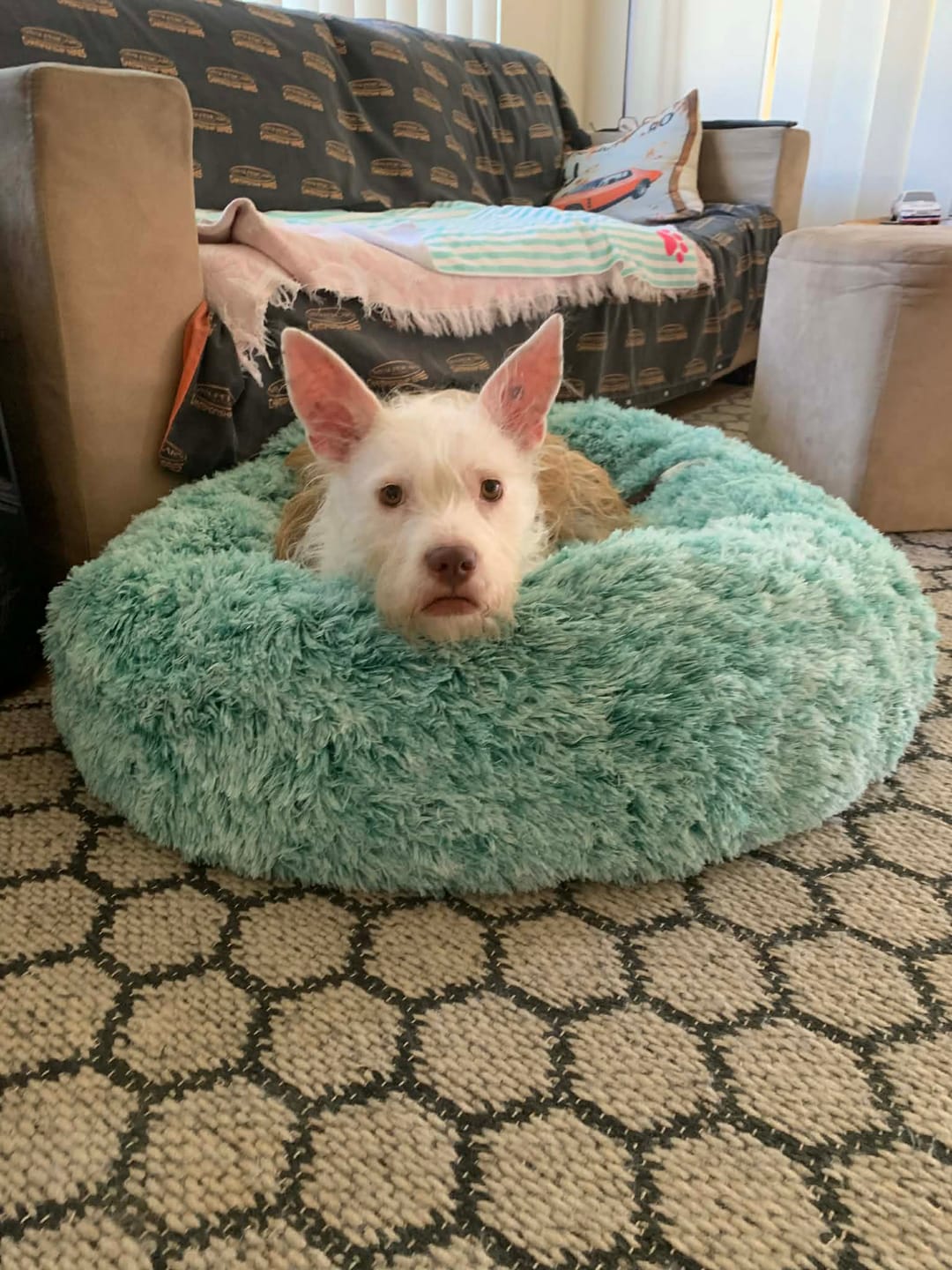 Customer photo review of Calming Pet Bed with Removable Cover