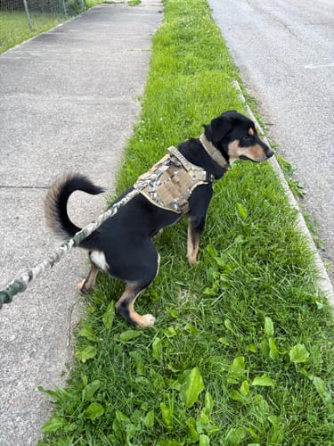 Customer's black and tan dog wearing the camouflage Team K9 Dog Harness on a sidewalk.
