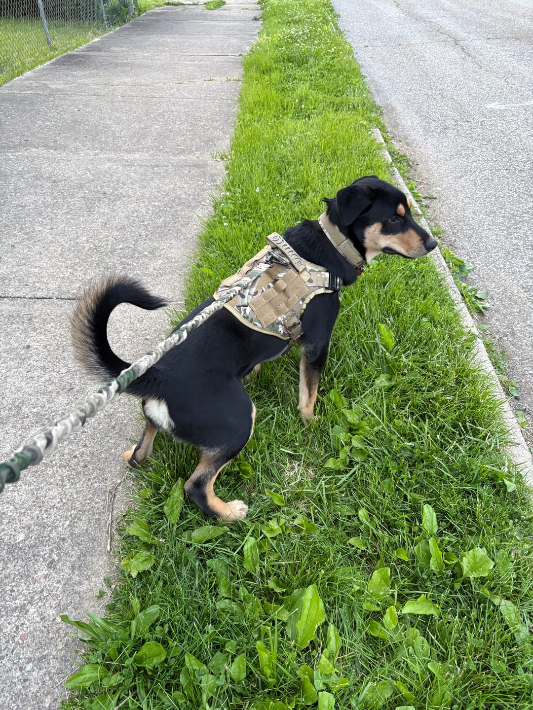 Customer photo review of Classic Heavy-Duty Tactical No-Pull Team K9™ Dog Harness With Front & Back D-Rings, Quick-Release Metal-Buckles, Hook & Loop Panels, & Top Handle