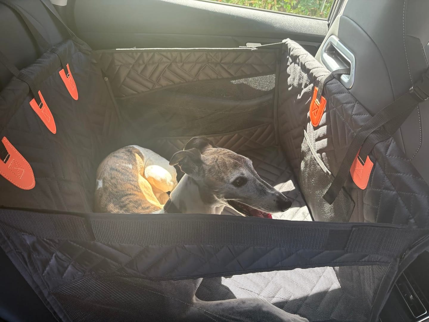 Customer photo review of MrBarks Single Seat Dog Seat Cover - 60% OFF