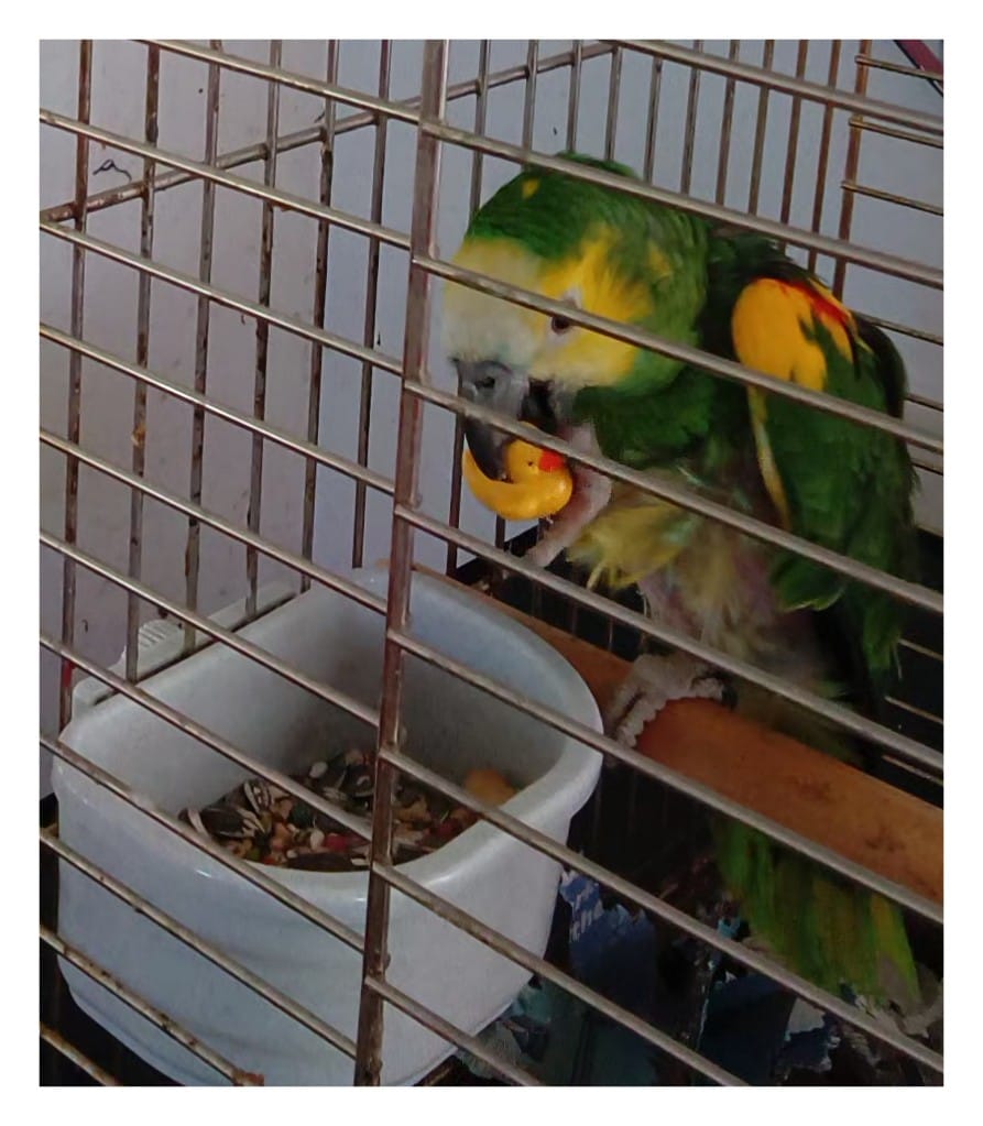 Customer photo review of 3773 Pk 6 Tiny Ducks