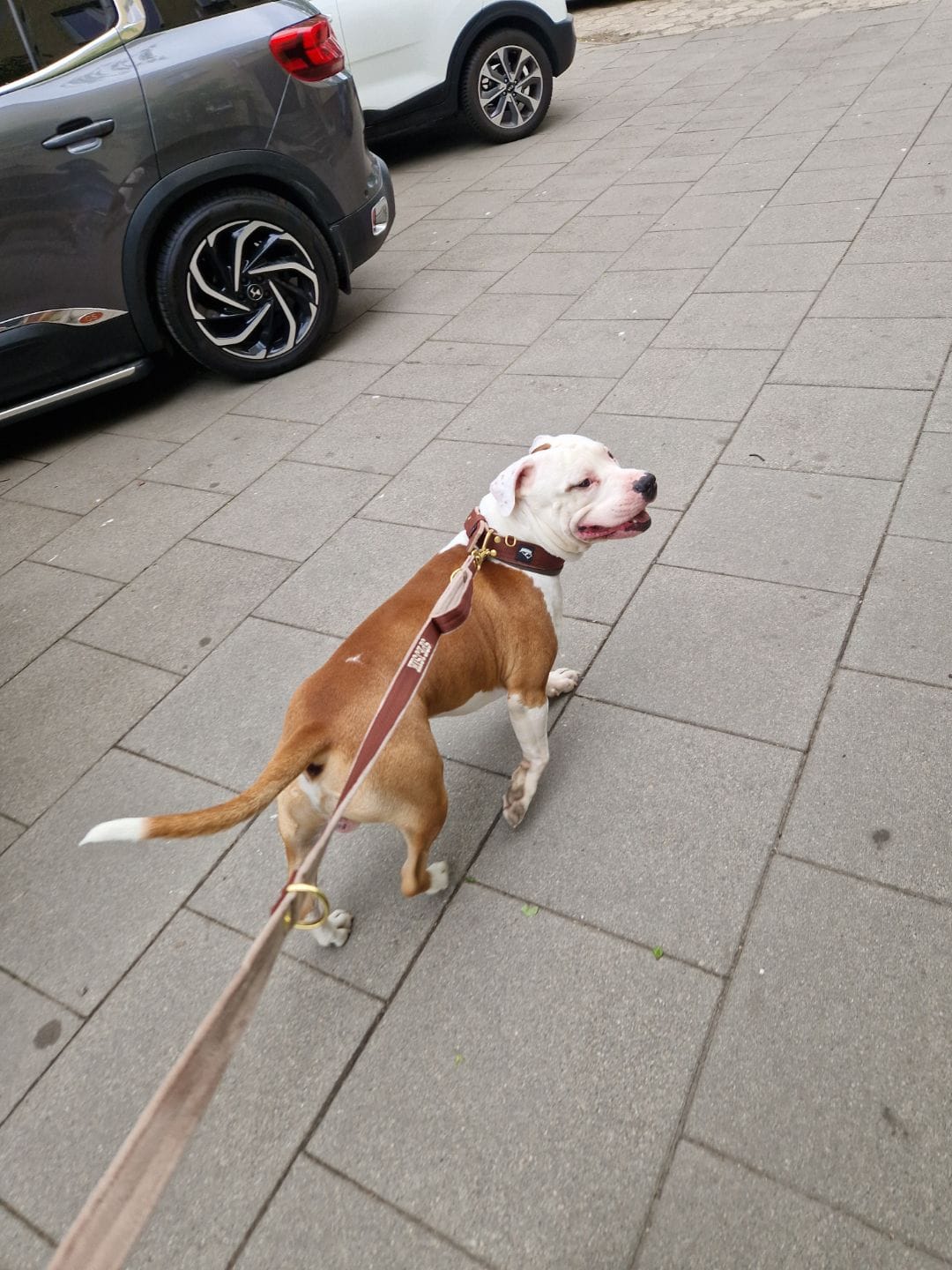 Customer photo review of Smycz przepinana dla psa z imieniem - Personal Multi Leash