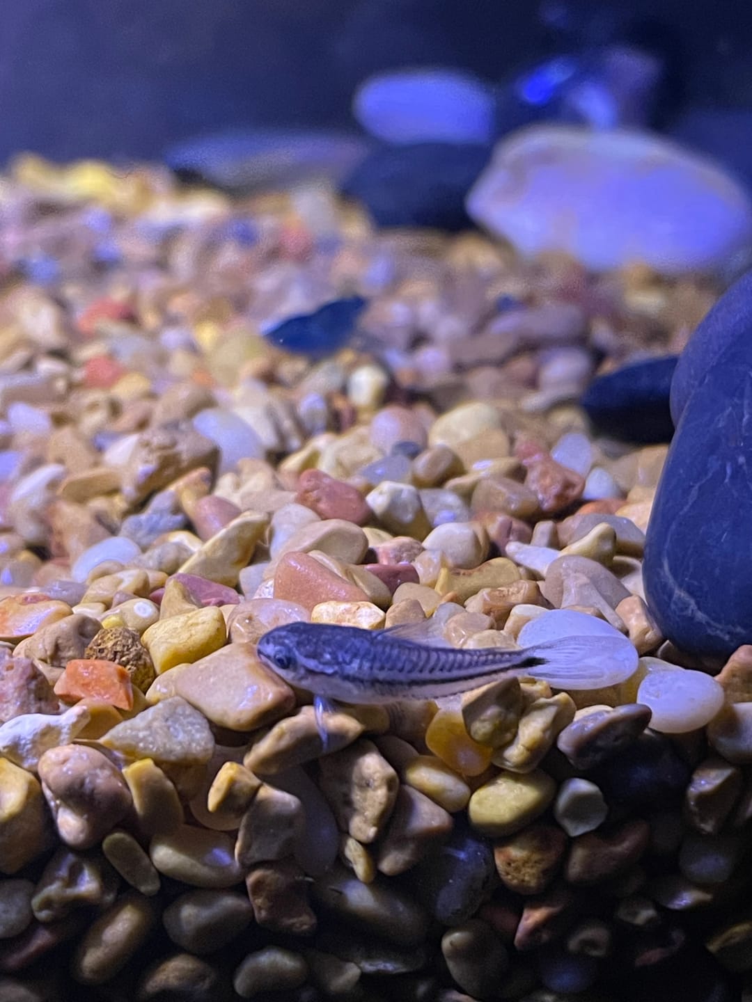 Customer photo review of Pygmy Cory Catfish (Corydoras pygmaeus)