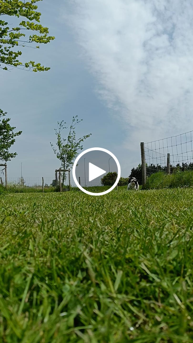 Customer video review of Beemzy Tandpoeder voor Honden